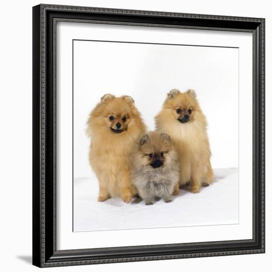 Pomeranian, Three Sitting, One Puppy, Studio Shot-null-Framed Photographic Print