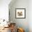 Pomeranian, Three Sitting, One Puppy, Studio Shot-null-Framed Photographic Print displayed on a wall