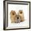 Pomeranian, Three Sitting, One Puppy, Studio Shot-null-Framed Photographic Print