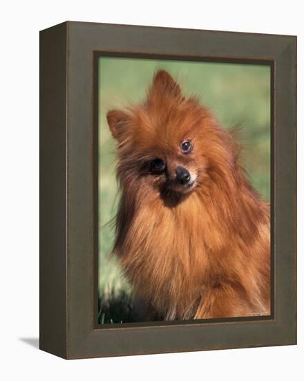 Pomeranian with Head Cocked to One Side-Adriano Bacchella-Framed Premier Image Canvas