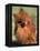 Pomeranian with Head Cocked to One Side-Adriano Bacchella-Framed Premier Image Canvas