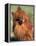 Pomeranian with Head Cocked to One Side-Adriano Bacchella-Framed Premier Image Canvas