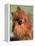 Pomeranian with Head Cocked to One Side-Adriano Bacchella-Framed Premier Image Canvas