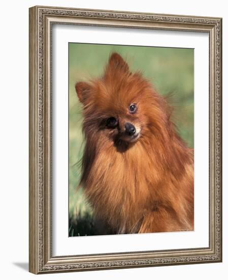 Pomeranian with Head Cocked to One Side-Adriano Bacchella-Framed Photographic Print