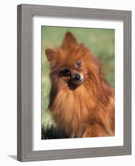 Pomeranian with Head Cocked to One Side-Adriano Bacchella-Framed Photographic Print