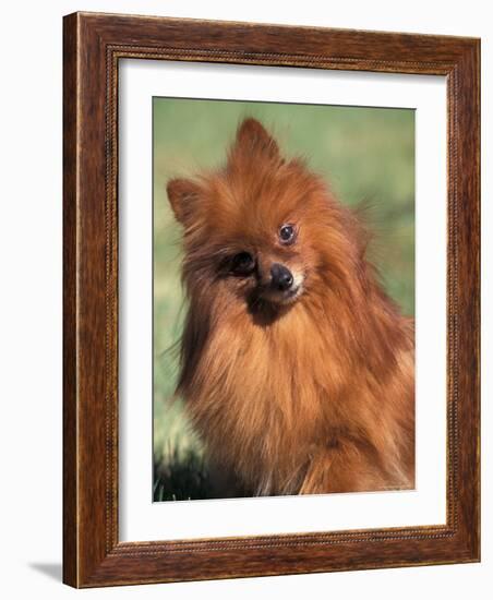 Pomeranian with Head Cocked to One Side-Adriano Bacchella-Framed Photographic Print