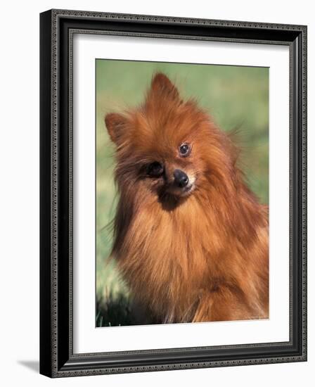 Pomeranian with Head Cocked to One Side-Adriano Bacchella-Framed Photographic Print