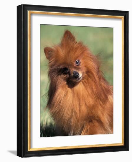 Pomeranian with Head Cocked to One Side-Adriano Bacchella-Framed Photographic Print