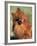 Pomeranian with Head Cocked to One Side-Adriano Bacchella-Framed Photographic Print