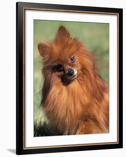 Pomeranian with Head Cocked to One Side-Adriano Bacchella-Framed Photographic Print