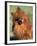 Pomeranian with Head Cocked to One Side-Adriano Bacchella-Framed Photographic Print