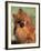 Pomeranian with Head Cocked to One Side-Adriano Bacchella-Framed Photographic Print