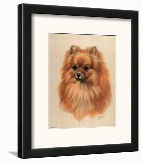 Pomeranian-Judy Gibson-Framed Art Print