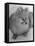 Pomeranian-Alfred Eisenstaedt-Framed Premier Image Canvas