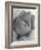 Pomeranian-Alfred Eisenstaedt-Framed Photographic Print