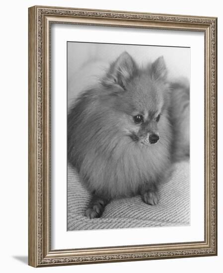 Pomeranian-Alfred Eisenstaedt-Framed Photographic Print