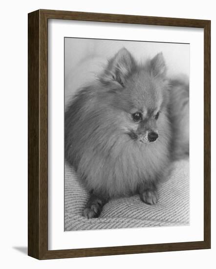 Pomeranian-Alfred Eisenstaedt-Framed Photographic Print