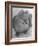 Pomeranian-Alfred Eisenstaedt-Framed Photographic Print