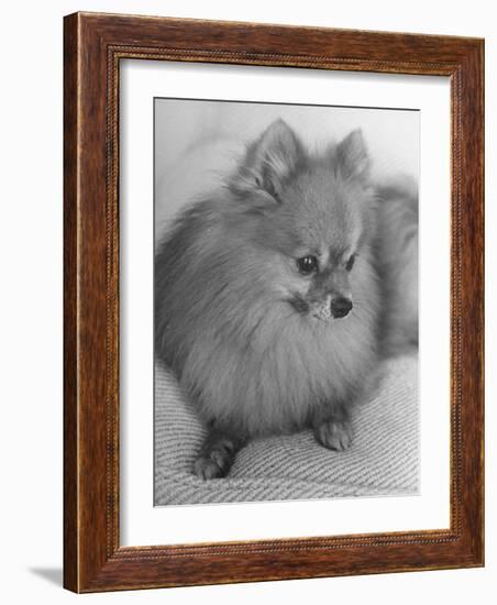 Pomeranian-Alfred Eisenstaedt-Framed Photographic Print