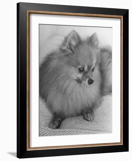 Pomeranian-Alfred Eisenstaedt-Framed Photographic Print