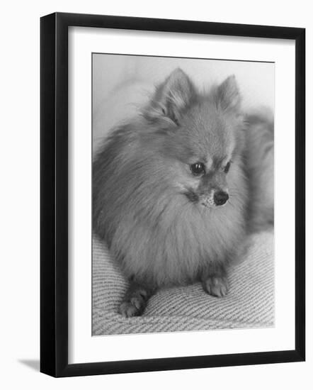 Pomeranian-Alfred Eisenstaedt-Framed Photographic Print