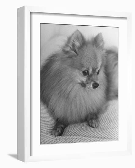 Pomeranian-Alfred Eisenstaedt-Framed Photographic Print