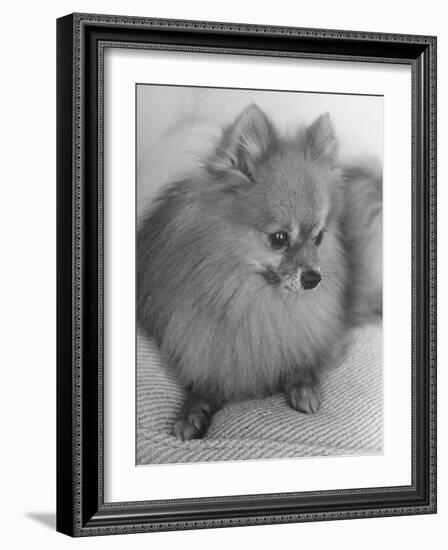 Pomeranian-Alfred Eisenstaedt-Framed Photographic Print