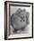 Pomeranian-Alfred Eisenstaedt-Framed Photographic Print