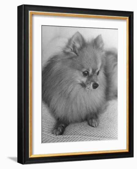 Pomeranian-Alfred Eisenstaedt-Framed Photographic Print