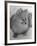 Pomeranian-Alfred Eisenstaedt-Framed Photographic Print