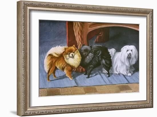 Pomeranians, Maltese Terrier-null-Framed Art Print