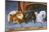 Pomeranians, Maltese Terrier-null-Mounted Art Print