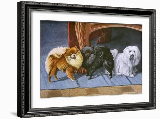 Pomeranians, Maltese Terrier-null-Framed Art Print