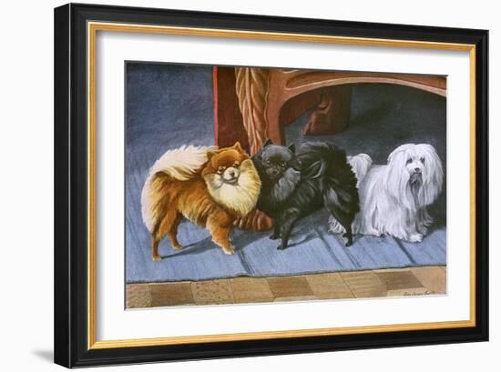 Pomeranians, Maltese Terrier-null-Framed Art Print