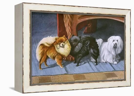 Pomeranians, Maltese Terrier-null-Framed Stretched Canvas