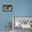 Pomeranians, Maltese Terrier-null-Framed Stretched Canvas displayed on a wall