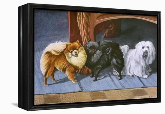 Pomeranians, Maltese Terrier-null-Framed Stretched Canvas