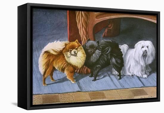 Pomeranians, Maltese Terrier-null-Framed Stretched Canvas