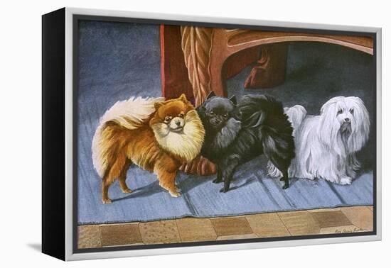 Pomeranians, Maltese Terrier-null-Framed Stretched Canvas