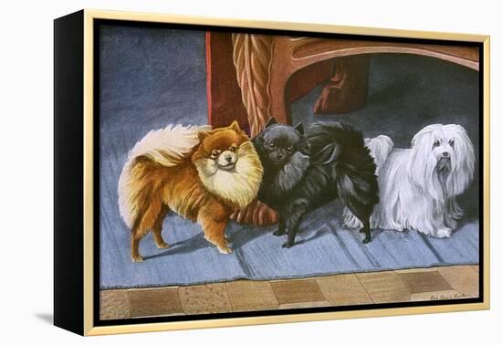 Pomeranians, Maltese Terrier-null-Framed Stretched Canvas