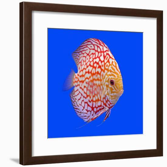 Pompadour or Symphysodon Fish in the Aquarium-Charoen Pattarapitak-Framed Photographic Print