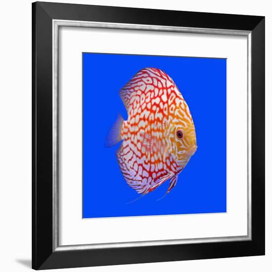 Pompadour or Symphysodon Fish in the Aquarium-Charoen Pattarapitak-Framed Photographic Print