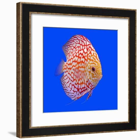 Pompadour or Symphysodon Fish in the Aquarium-Charoen Pattarapitak-Framed Photographic Print