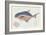 Pompano Fish on Retro Style Background-Milovelen-Framed Art Print