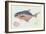Pompano Fish on Retro Style Background-Milovelen-Framed Art Print