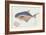 Pompano Fish on Retro Style Background-Milovelen-Framed Art Print