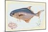 Pompano Fish on Retro Style Background-Milovelen-Mounted Art Print