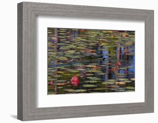 Pond Close-Up with Lily Pads and Reflections-Mallorie Ostrowitz-Framed Photographic Print