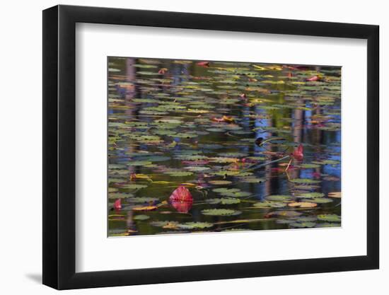 Pond Close-Up with Lily Pads and Reflections-Mallorie Ostrowitz-Framed Photographic Print