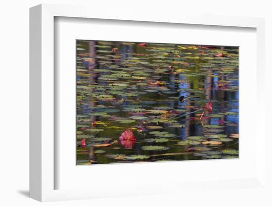 Pond Close-Up with Lily Pads and Reflections-Mallorie Ostrowitz-Framed Photographic Print